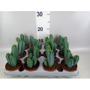 Cereus   ...