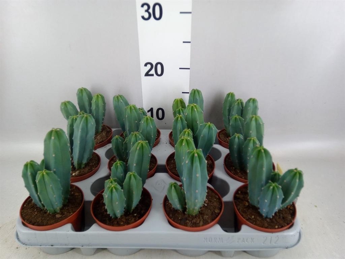 <h4>Cereus   ...</h4>