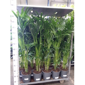 Howea forsteriana