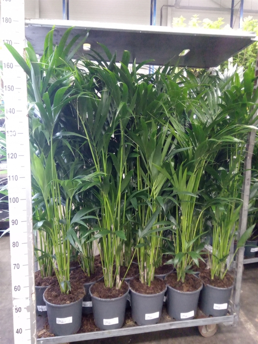 <h4>Howea forsteriana</h4>