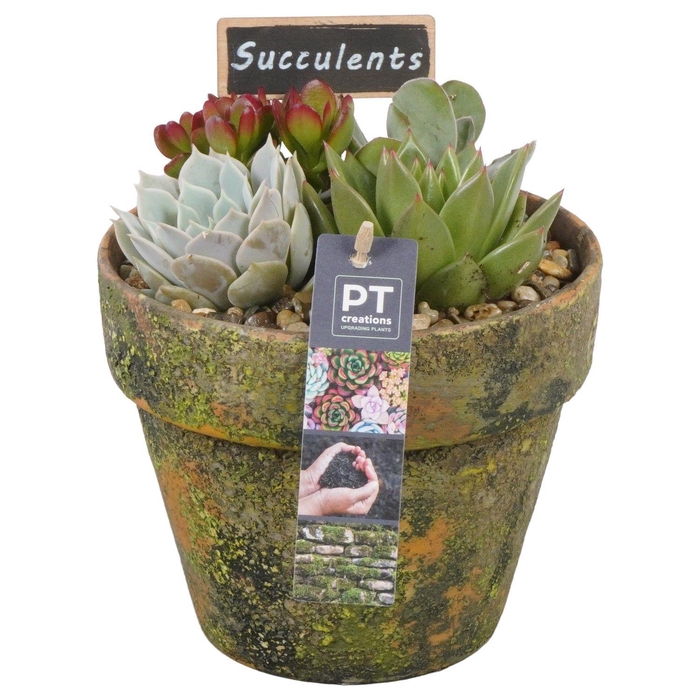<h4>PTSU8435 Arrangement Succulenten in terracotta pot</h4>