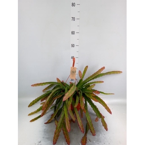 Lepismium cruciforme