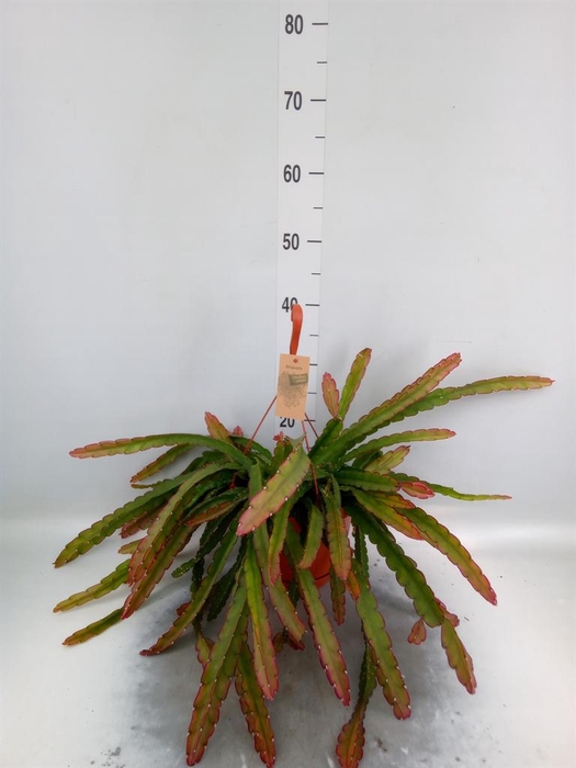 <h4>Lepismium cruciforme</h4>