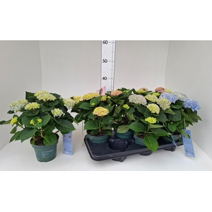 HYDR M MAG REVOLUTIO