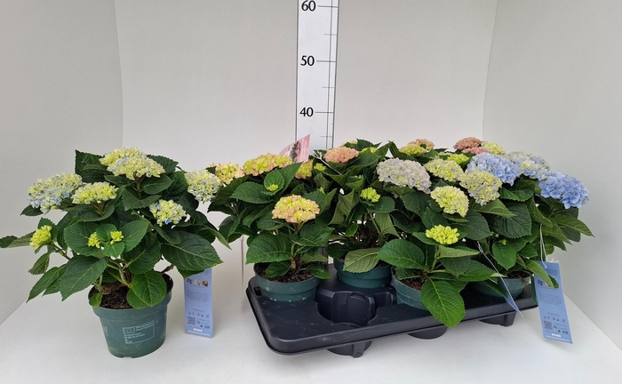 <h4>HYDR M MAG REVOLUTIO</h4>