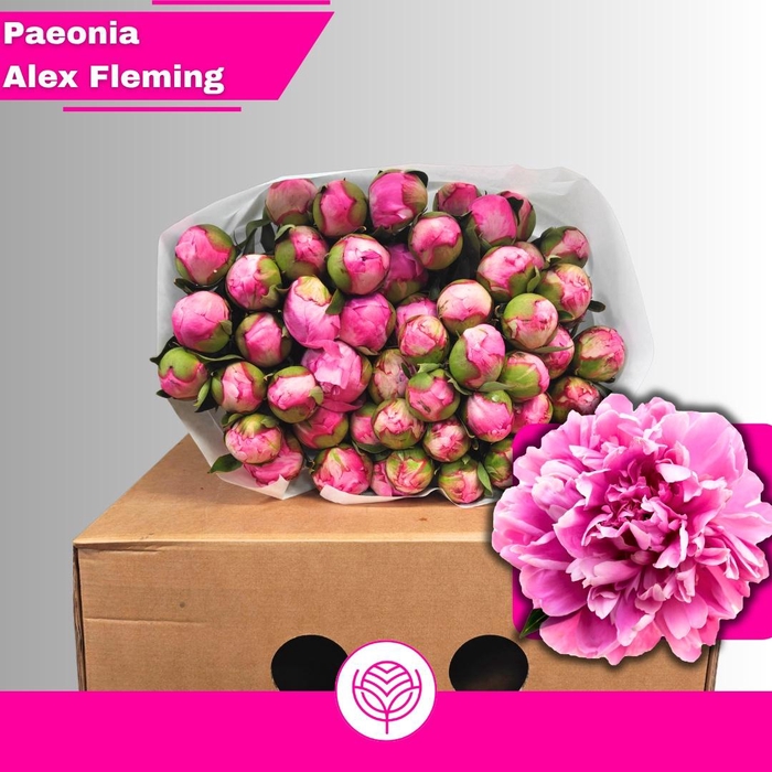 <h4>PAEO L ALEX FLEMING</h4>