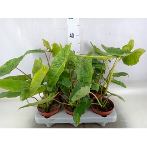 Philodendron   ...