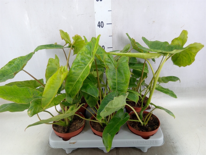 <h4>Philodendron   ...</h4>