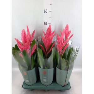 Vriesea   ...