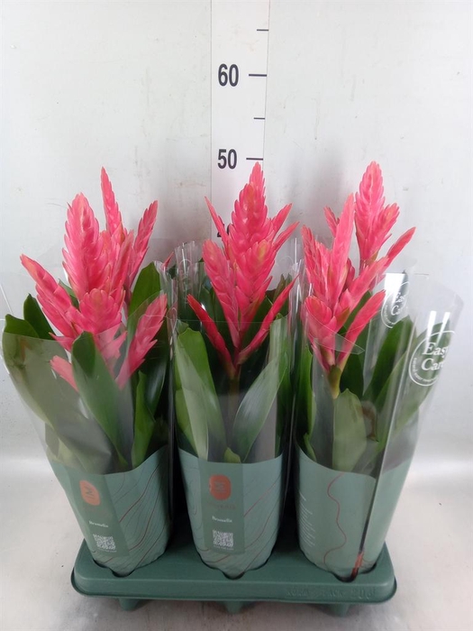 <h4>Vriesea   ...</h4>