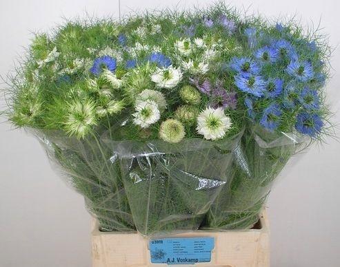 <h4>NIGE DAMASCENA OV</h4>