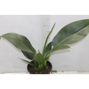 PHILODENDRON PACOVA P20