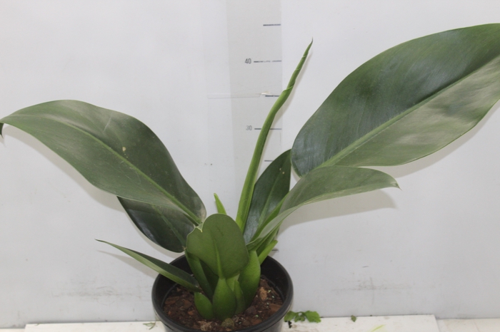 <h4>PHILODENDRON PACOVA P20</h4>