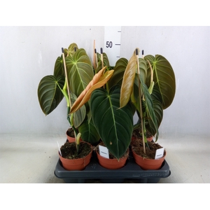 Philodendron melanochrysum