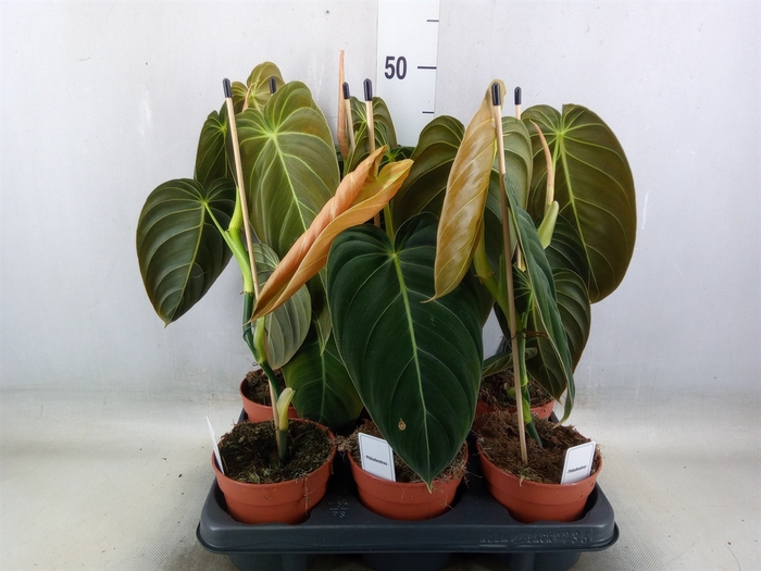 <h4>Philodendron melanochrysum</h4>