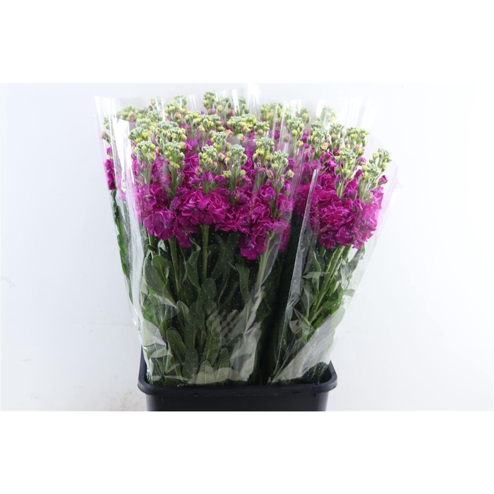 <h4>Matth Ov Red</h4>