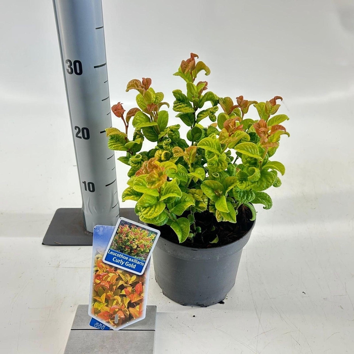 <h4>Leucothoe axillaris Curly Gold</h4>