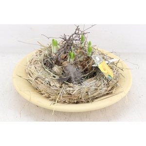 arr4 Narcis PL - Cement schaal mos krans