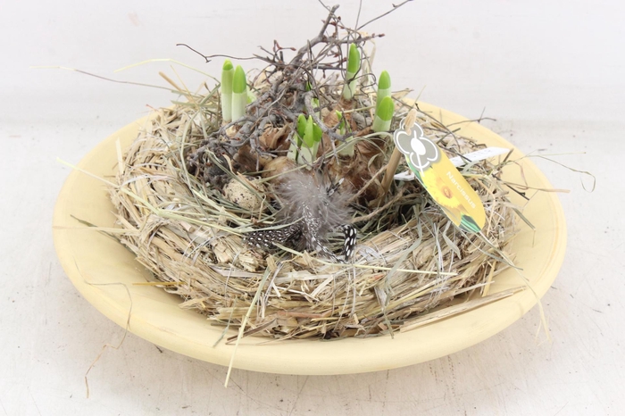 <h4>arr4 Narcis PL - Cement schaal mos krans</h4>