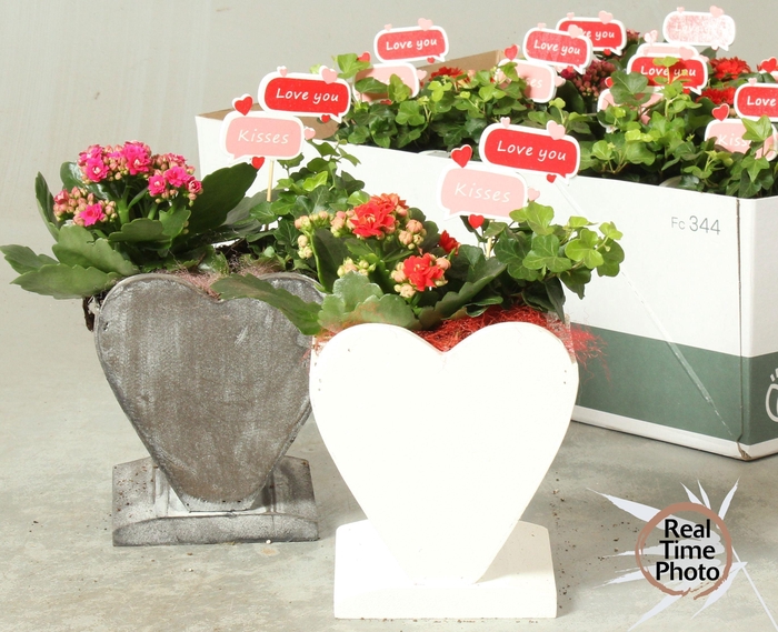 <h4>ARR KAMERPL</h4>