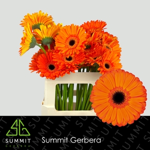 Gerbera Applause Lang Gelijk 56cm Water x40