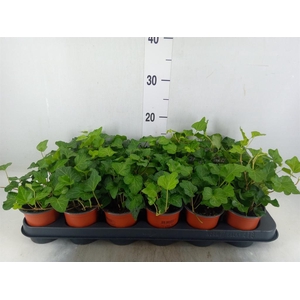 Hedera helix 'Wonder'