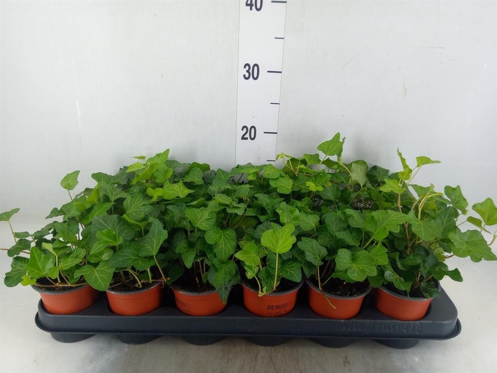 <h4>Hedera helix 'Wonder'</h4>