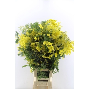 Acacia Mimosa Mirandole Per Stem 100cm