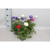 Anemone coronaria 13 cm Trio
