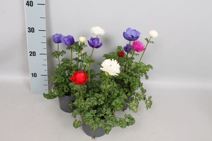 Anemone coronaria 13 cm Trio