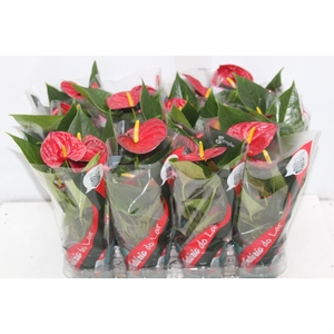 ANTHURIUM RED SUCCESS P09