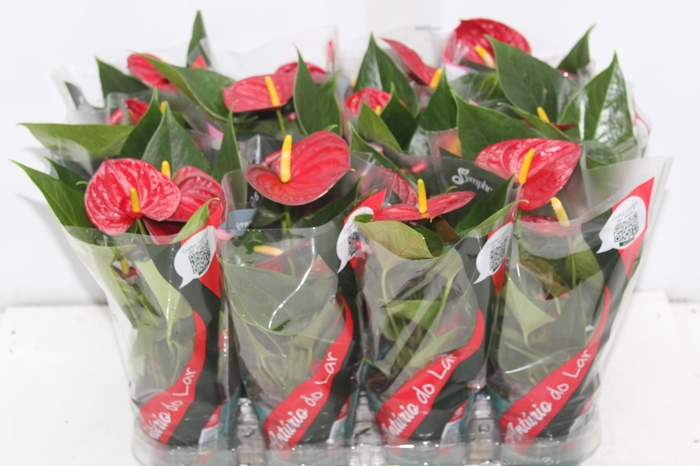 <h4>ANTHURIUM RED SUCCESS P09</h4>