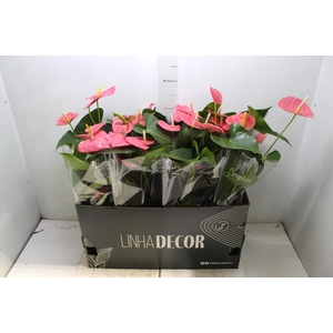 ANTHURIUM P15 ROSA