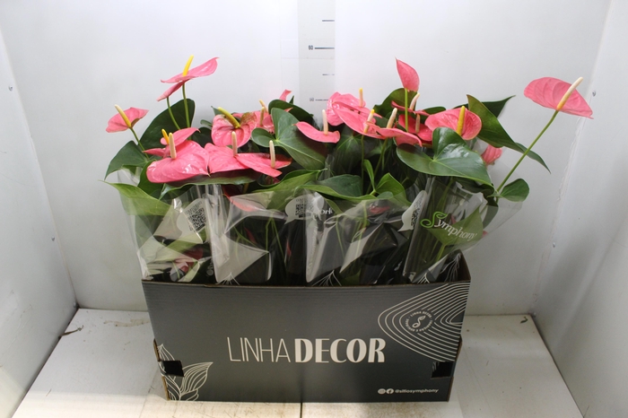<h4>ANTHURIUM P15 ROSA</h4>