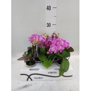 Phalaenopsis   ...mini