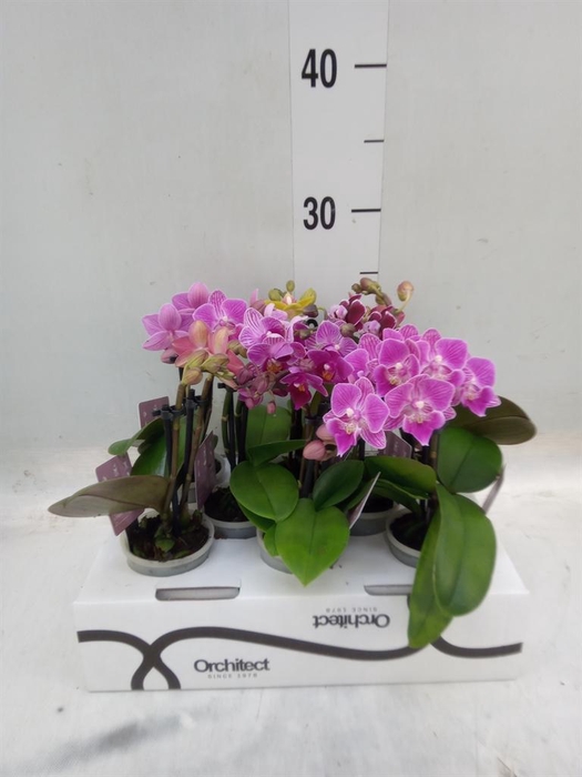 <h4>Phalaenopsis   ...mini</h4>