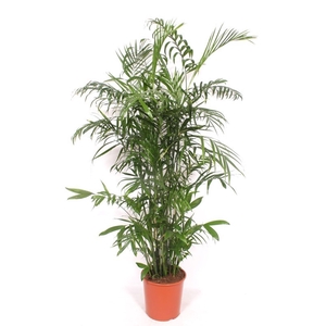 Chamaedorea seifrizii