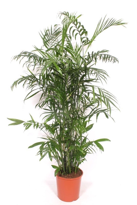 <h4>Chamaedorea seifrizii</h4>
