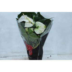 ANTHURIUM ALASKA P17 PREMIUM