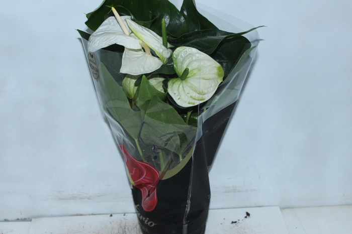 <h4>ANTHURIUM ALASKA P17 PREMIUM</h4>