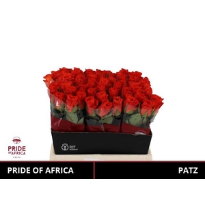 R GR PATZ