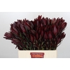 Leucadendron Saf Sunset Dark R.Spray