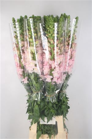 <h4>Antirrhinum Fr. Pink Ex</h4>