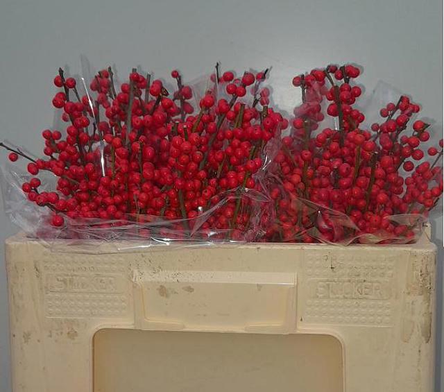 <h4>ILEX VE RODE BES</h4>