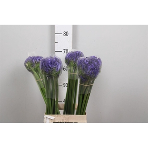 Agap Eyfori Blue