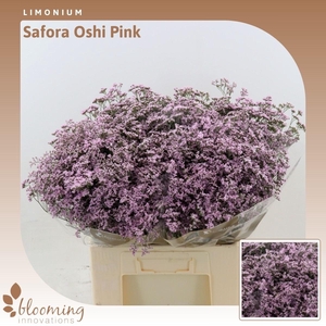 Limonium Safora Oshi Pink