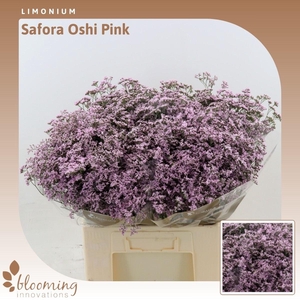 Limonium Safora Oshi Pink