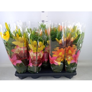 Lilium asia.   ...mix