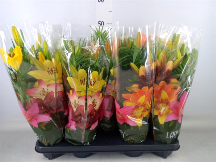 <h4>Lilium asia.   ...mix</h4>