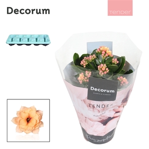 Kalanchoe Decorum TENDER - Serenity Apricot